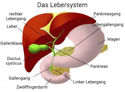 linksseitige Bauchschmerzen - Schaubild