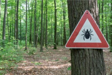 Wie wird Lyme-Borreliose behandelt?