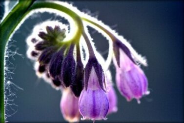 Beinwell: Verwendung und Nebenwirkungen