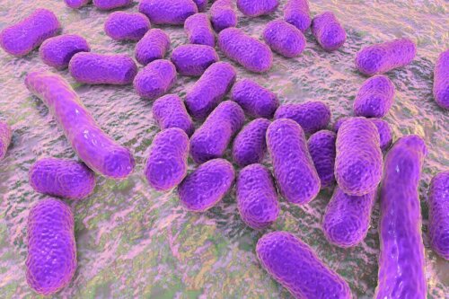 Keime und Bakterien