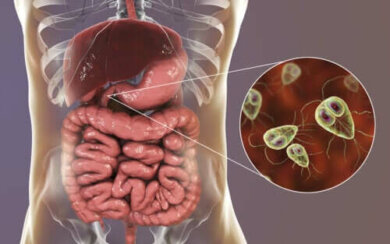 Giardiasis: Symptome und Behandlung