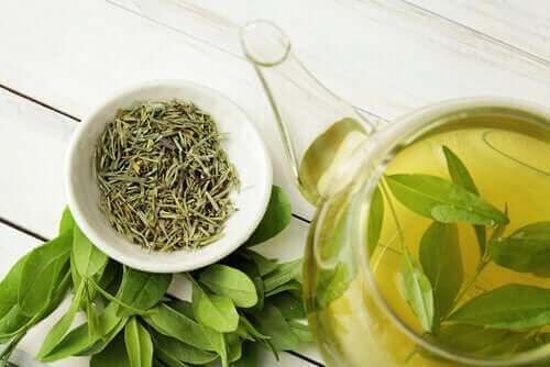Wusstest du, dass grüner Tee die Lebensdauer verlängert?