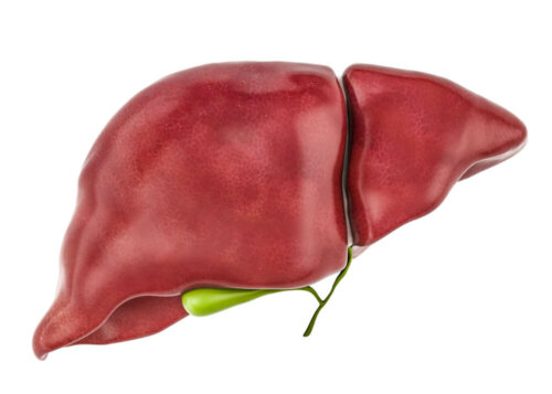 Toxine in der Leber