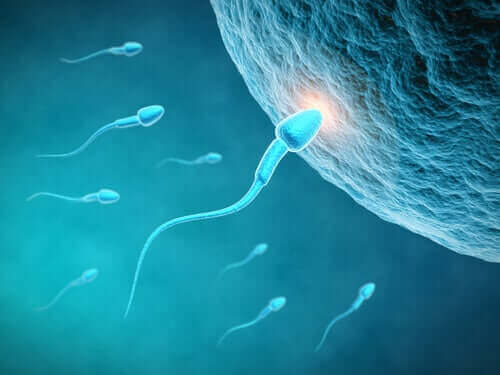 Spermienqualität und Ernährung: Welchen Zusammenhang gibt es?