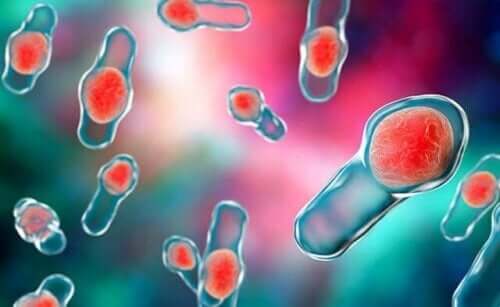 Bakterien, wie das Clostridium difficile können sich vermehren und Durchfall verursachen