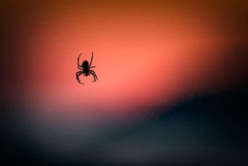 Spinnengift könnte dabei helfen, Hirnschäden zu reduzieren