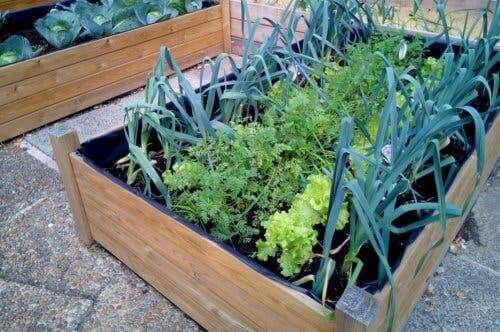 Wähle den idealen Ort für deinen Kräutergarten