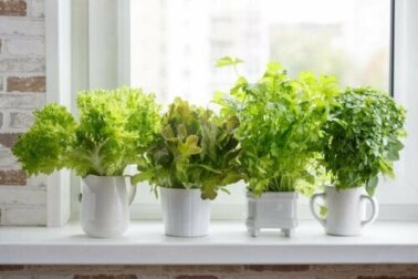 Gewürzpflanzen: 6 Tipps für einen Kräutergarten