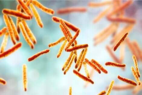 Die Lungentuberkulose wird durch ein Bakterium namens Mycobacterium tuberculosis verursacht