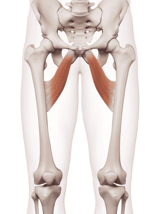 Anatomische Darstellung der Lage der Adduktorenmuskeln