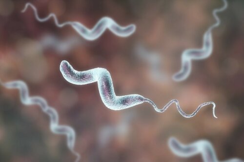 Campylobacter-Bakterien