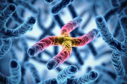 Chromosom Vererbung