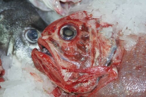 Fisch Quecksilber