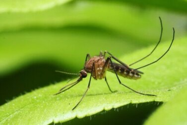 Die wesentlichen durch Mücken übertragenen Krankheiten