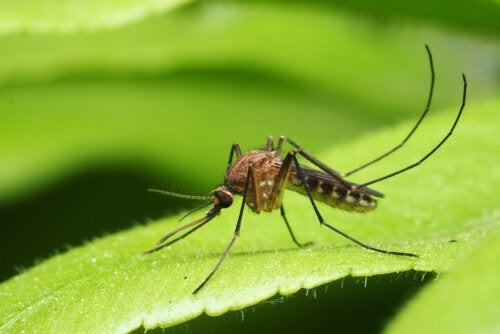 Die wesentlichen durch Mücken übertragenen Krankheiten