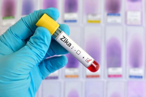 Zika Übertragung durch Mücken