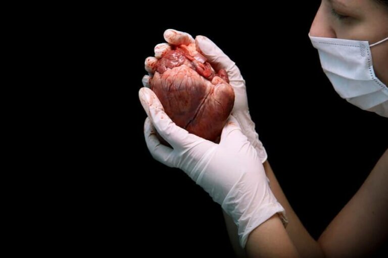 Der Ablauf einer Herztransplantation