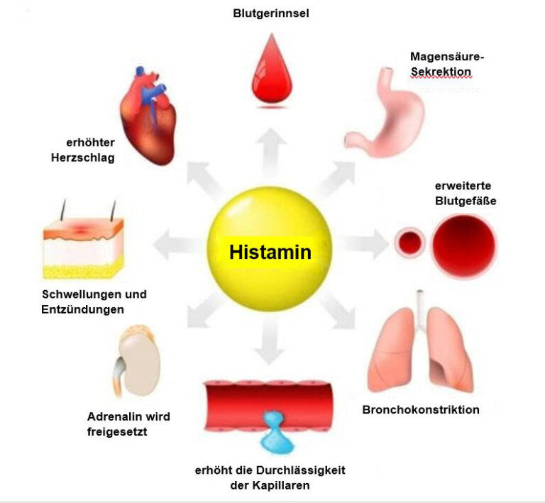Histamin: Synthese, Freisetzung und Funktionen