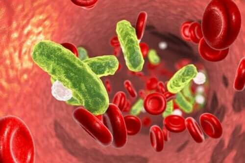 Symptome von Geschlechtskrankheiten - Bakterien im Blut