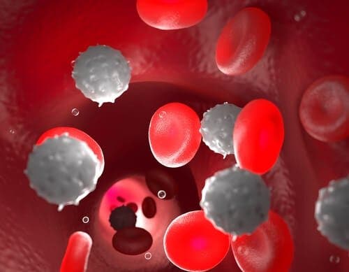 Kryptosporidiose - Immunsystem