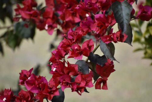 Bougainvilla ist eine robuste Pflanze