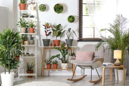 Zimmerpflanzen für die Raumgestaltung