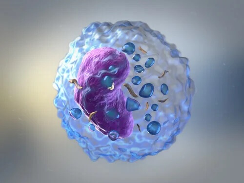 Immunreaktion, Immunantwort