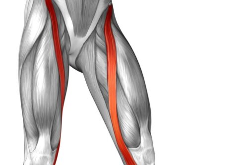 Anatomie Sartorius-Muskel