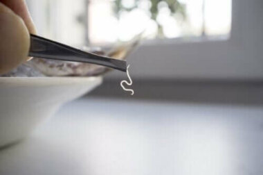 Lebensmittelparasiten: Welche kommen am häufigsten vor?