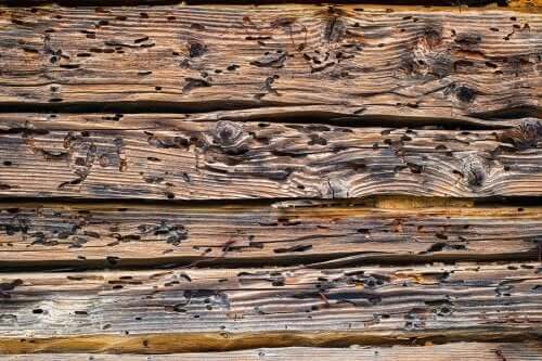 Nach einem Holzwurmbefall erscheinen Löcher in dem betroffenen Holz