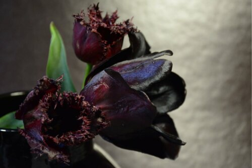 schwarze Pflanzen