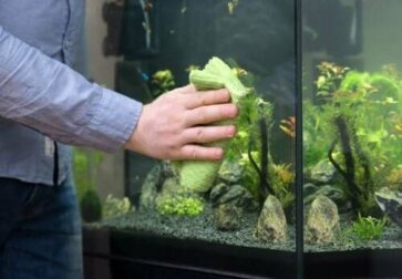 Aquarium reinigen leicht gemacht