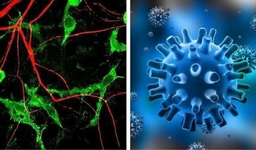 Oraler Herpes-Virus
