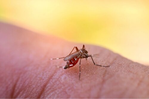 Basilikum als natürliches Mittel gegen Stechmücken