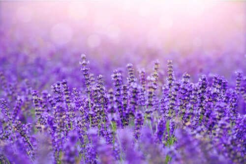 Kerzenhalter mit Lavendel