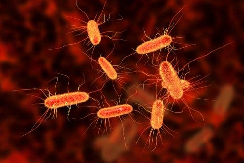 Aseptische Techniken - Nahaufnahme Bakterien