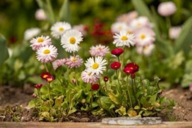 8 Arten von Gänseblümchen und wie man sie pflegt