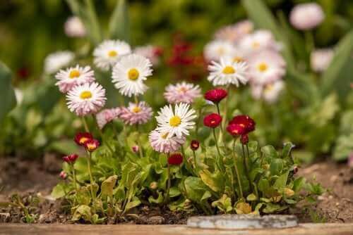 8 Arten von Gänseblümchen und wie man sie pflegt