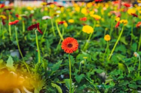 Gänseblümchen