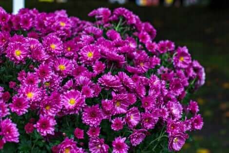 Gänseblümchen