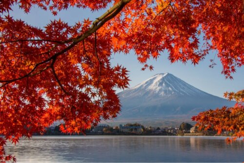 Ahornbäume Berg Fuji