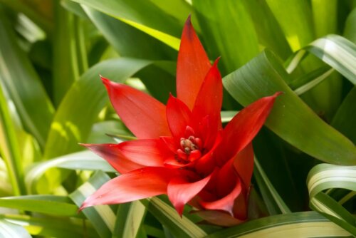 Rote Bluete der Guzmania