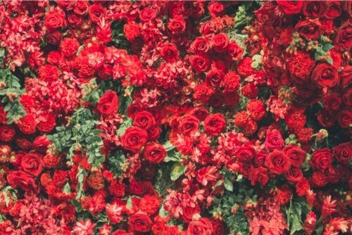 6 schöne rote Pflanzen