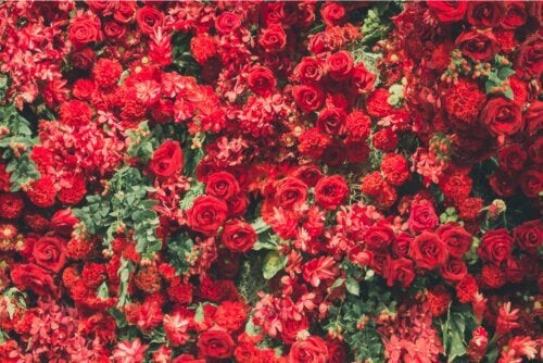 Rote Rosen