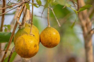 Nux Vomica: Was du darüber wissen solltest