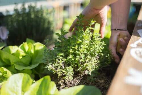 Die besten Tipps für deinen eigenen Terrassengarten