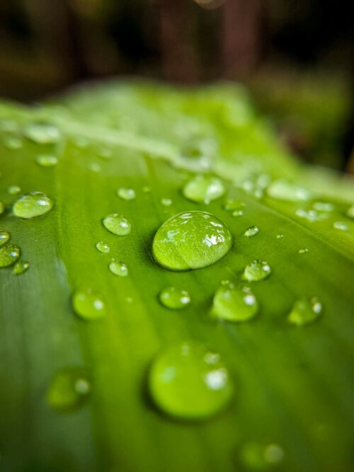 Nachhaltiger Garten - Regenwasser auf einem Blatt