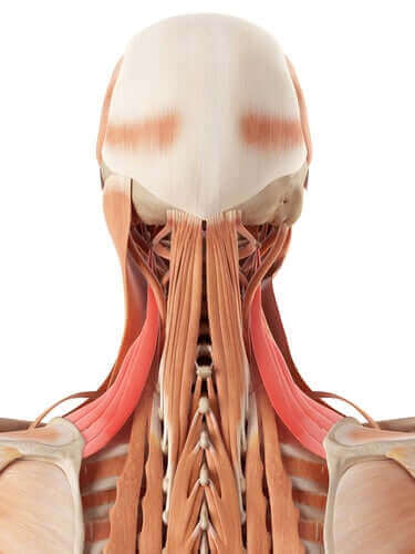 Die Anatomie des Halses: Knochen und Knorpel