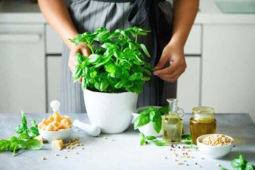 Basilikum wird für die Zubereitung von Pesto verwendet