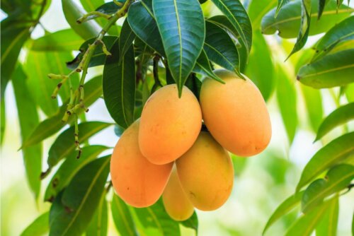 Vorteile von Mangoblättern